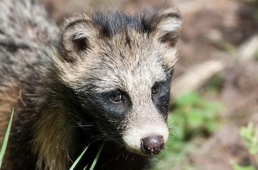 De nombreuses espèces animales peuvent héberger SARS-CoV-2, dont le chien viverrin (Nyctereutes procyonoides) - Image @Wikimedia Commons.